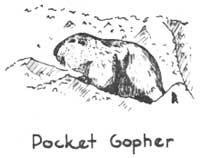 pocket gopher