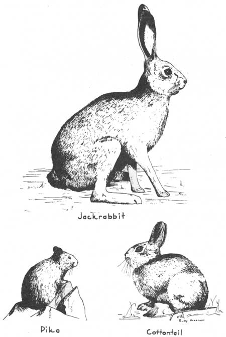 jackrabbit, pika, cottontail