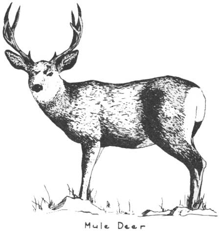 Mule Deer