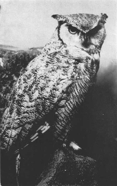 Western Horned Owl