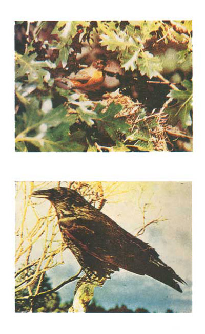 robin, raven