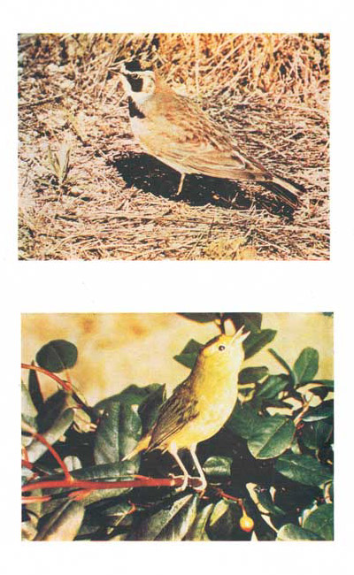 Horned Lark, Pileolated Warbler