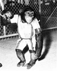 Chimpanzee Ham