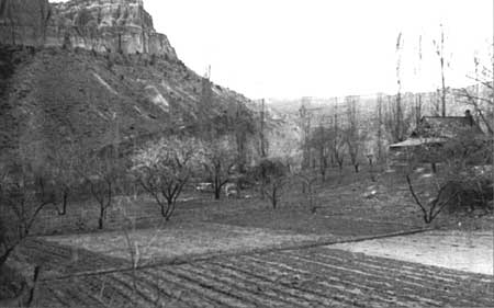 Alma Chesnut's vegetable garden, orchard, and house