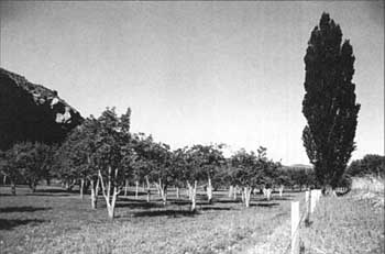 Holt Orchard