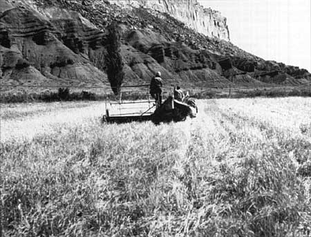 Park employees cutting hay