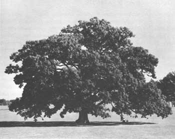 Mercer Oak