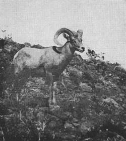 Desert bighorn