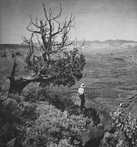 Whitmore Wash and Pine Mountains