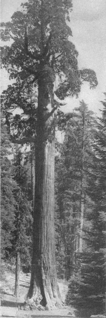 sequoia tree height