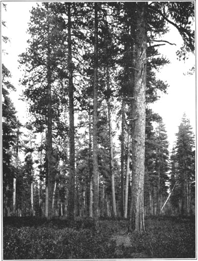 Western yellow pine