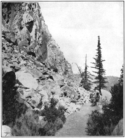 Silver fir