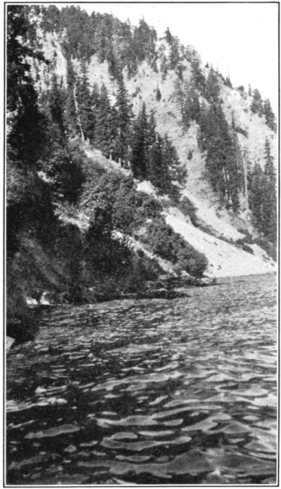 Alpine fir