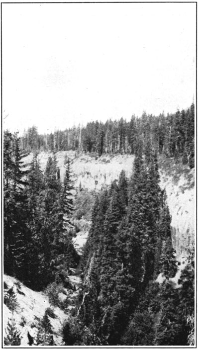 Alpine fir