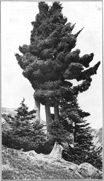 Mountain hemlock