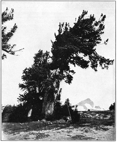 White-bark pine