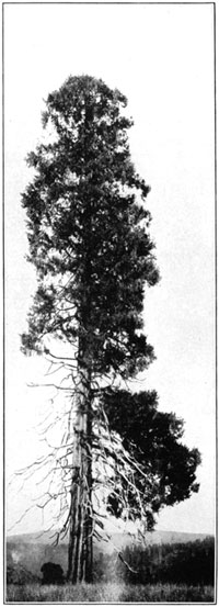 Western hemlock