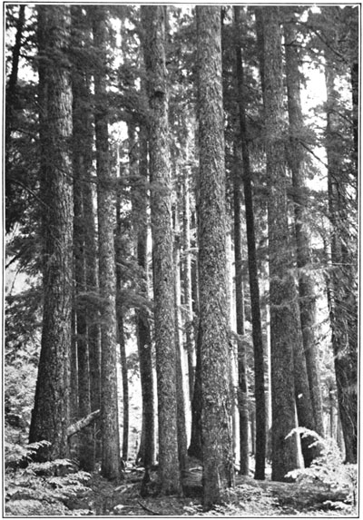 Western hemlock