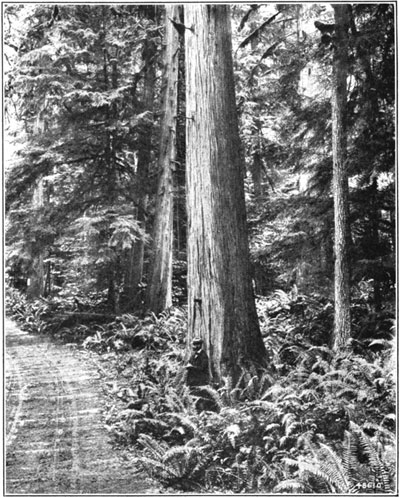 Western red cedar