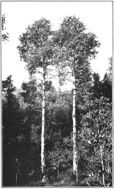 Aspen