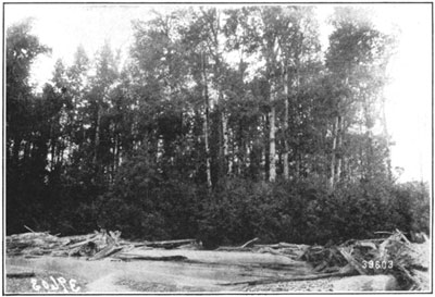 Black cottonwood