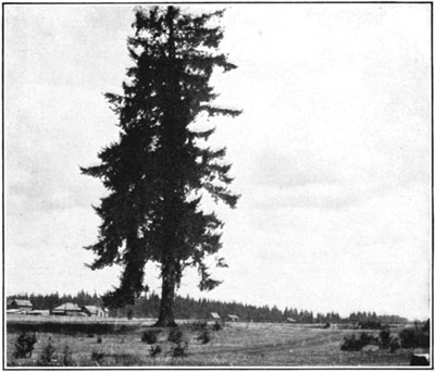 Douglas fir