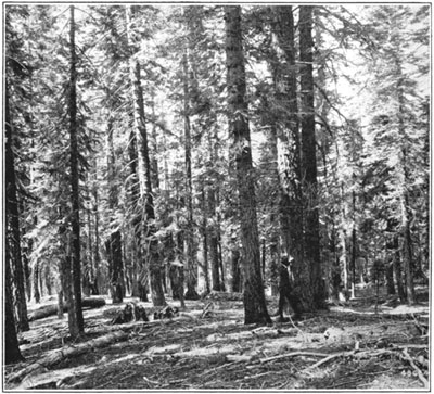 Douglas fir