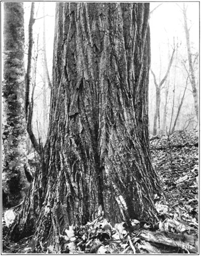Douglas fir
