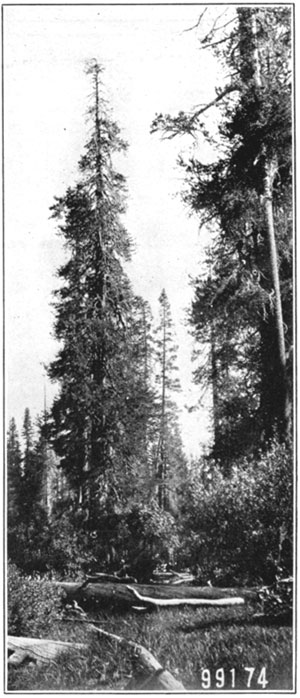 Lodgepole pine