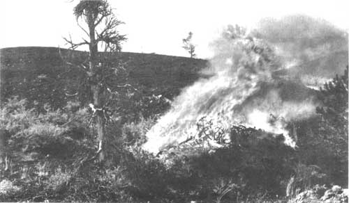 Slash burn