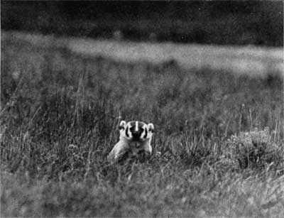 American badger