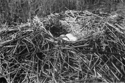 trumpeter swan nest
