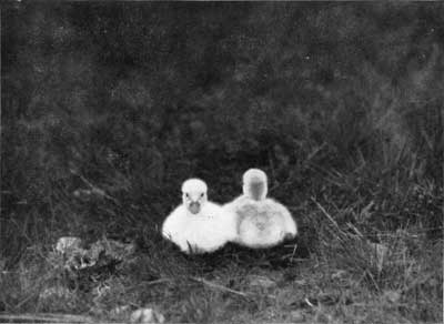 Trumpeter swan cygnets