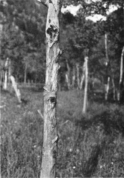 elk damage on aspen