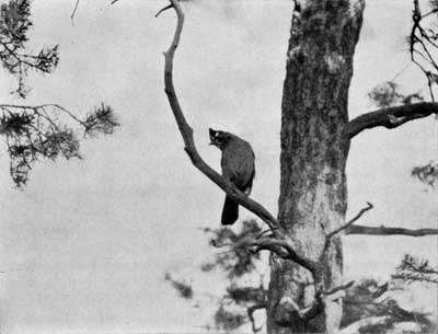 Long-crested jay