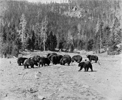 Black bears at feeding station