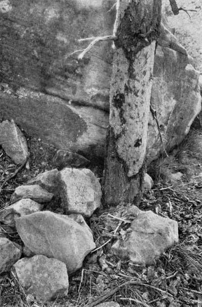 Pinon girdled by porcupine