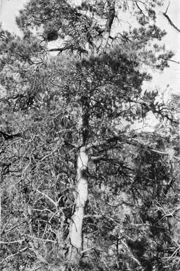 Pinon at Cliff Palace, Mesa Verde NP