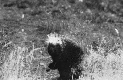 porcupine