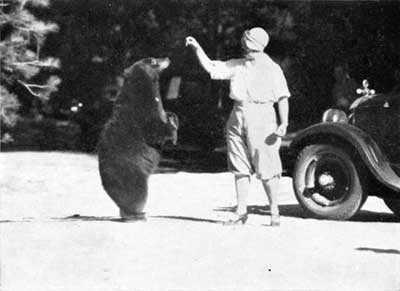 person feeding a black bear