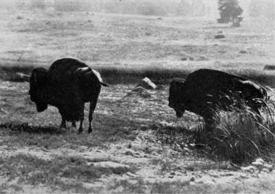 American bison