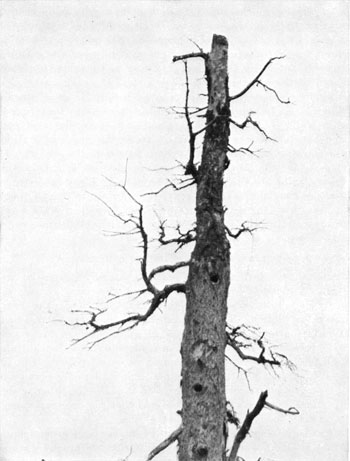 dead tree (snag)