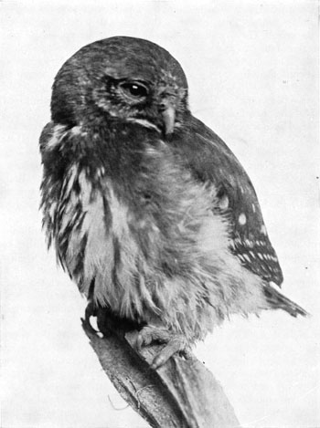 pigmy owl, Yosemite