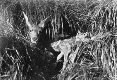 mule deer fawn