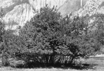 mule deer browse line on chokecherry trees