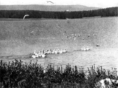 white pelicans