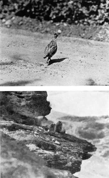 ruffed grouse and hoary marmots