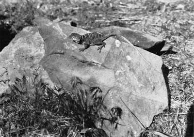 Bailey collared lizard