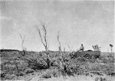 cliff rose browsed by
mule deer