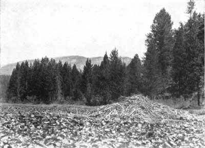 beaver lodge, Jackson Hole